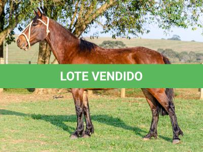 LOTE 011 - NIAZZI TARRAFA