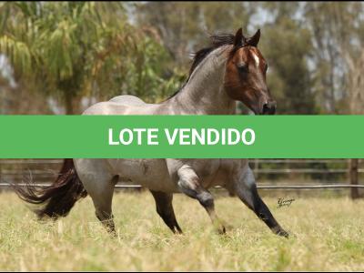 LOTE 100 - METALLIC REY STAR 4M (Coberturas)