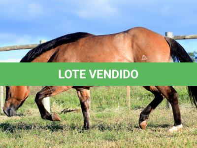 LOTE 008 - SIMBA DUN'IT MIME