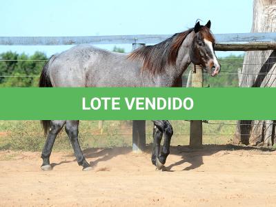 LOTE 100 - ONCE IN METAL (Coberturas)