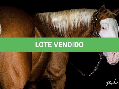 LOTE -200 - ROOSTER PALE FACE (COBERTURAS)