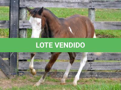 LOTE 002 - CHEX FROM SHINER´S