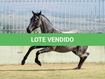 LOTE 004 - JOCASTA BLUE