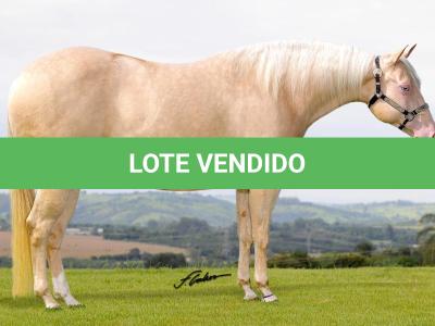 LOTE 002 - BUENA DIAMOND JPJ (Ventre Livre)