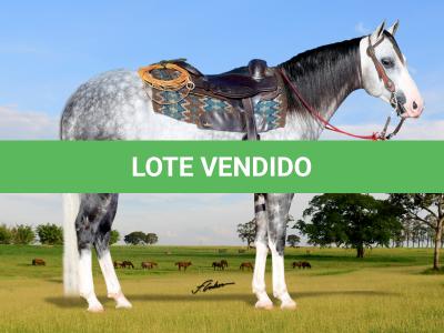 LOTE 023 - SMOOTH DUAL MIME