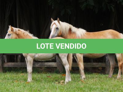 LOTE 001 - XUXA (3x1)