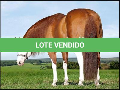 LOTE 038 - SUGAR CHICS GUNNIT (Coberturas)