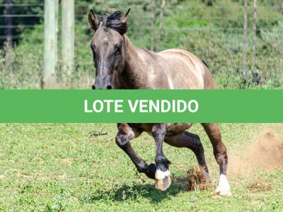 LOTE 015 - LOS MOIRONES IANSÃ