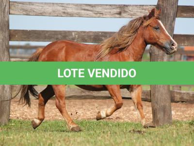 LOTE 019 - TOMATE