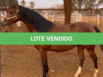 LOTE 003 - EMBRIÃO A EFETIVAR (LITTLE JAZZAREY x REDNECK CRAT)