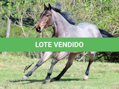 LOTE 014 - STARLIGHT SPARK Z