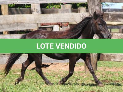 LOTE 016 - NEGRITA