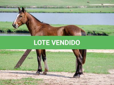 LOTE 001 - SINUELO DA FLORÊNCIA