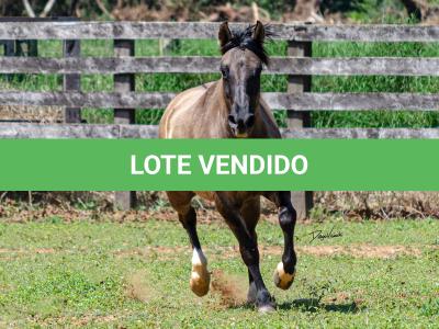 LOTE 015 - LOS MOIRONES IANSÃ