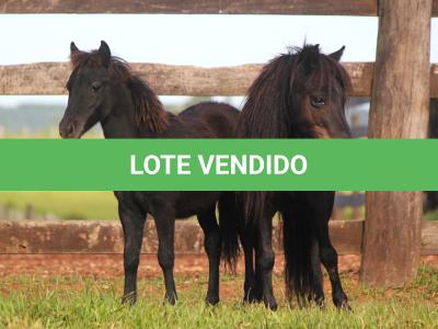 LOTE 004 - MORENA