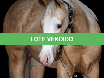 LOTE 006 - MILK DUNIT WHITEY