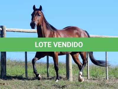 LOTE 004 - MISS JAY TOP