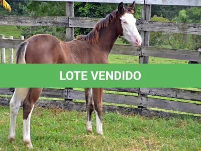 LOTE 002 - CHEX FROM SHINER´S