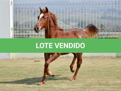 LOTE 020 - SPORTIN BLUE BOON