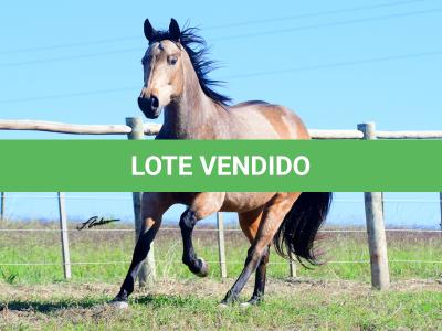 LOTE 001 - REYNA SHINER MIL