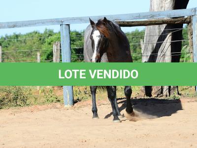LOTE 100 - ONCE IN METAL (Coberturas)