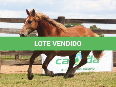 LOTE 005 - FAVACHO