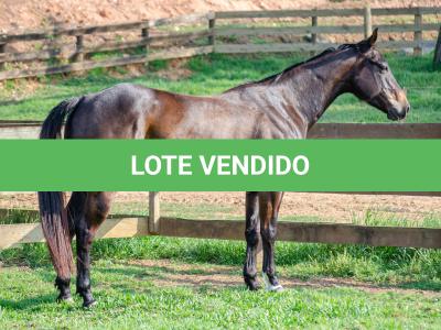 LOTE 008 - INDIAN BOONSMAL SN