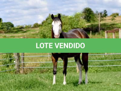 LOTE 011 - SEVERUS BOY MIME