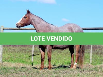 LOTE 002 - INDUTORA PISTOL AJS