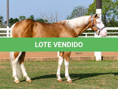 LOTE -200 - ROOSTER PALE FACE (COBERTURAS)