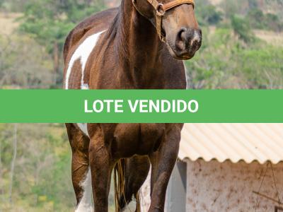 LOTE 008 - INDIAN BLACK CODY