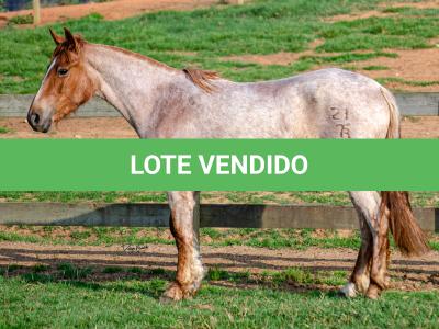 LOTE 016 - JARARACA DA CAPIVARA