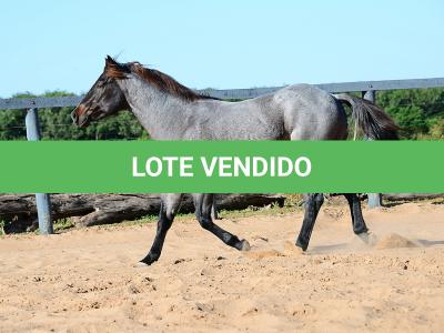 LOTE 100 - ONCE IN METAL (Coberturas)