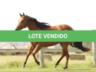 LOTE 005 - BRENA WINNIN DU VAL