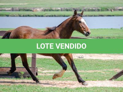 LOTE 001 - SINUELO DA FLORÊNCIA