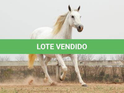 LOTE 007 - KEENNESS BONSMAL