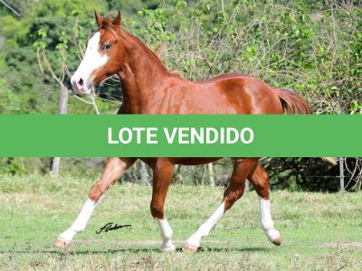 LOTE 017 - QUESTION BOY CODY Z