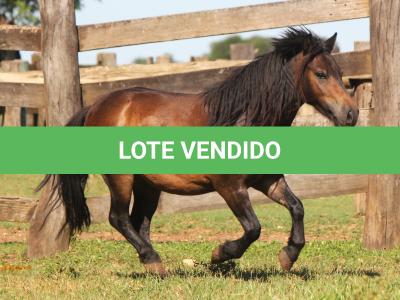 LOTE 017 - CHOCOLATE
