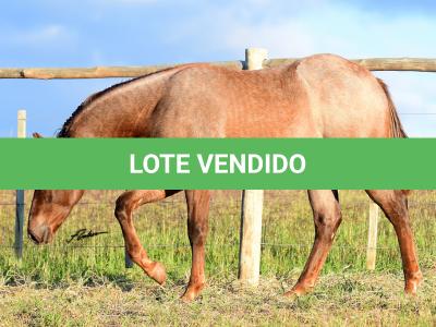 LOTE 022 - ZEUS BET CAT CDA