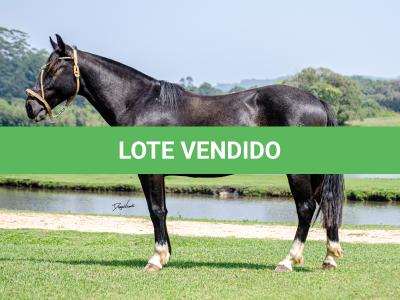 LOTE 003 - BARUC DA FLORÊNCIA