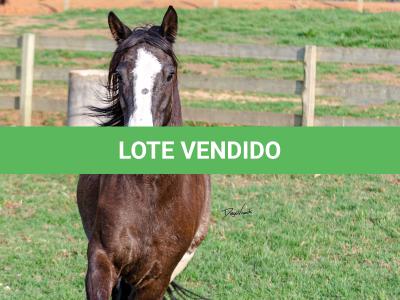 LOTE 013 - BELLE OCASION
