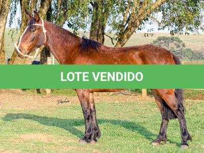 LOTE 011 - NIAZZI TARRAFA