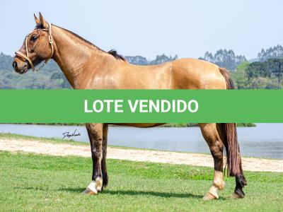 LOTE 014 - LÉGUA DA RORAIMA