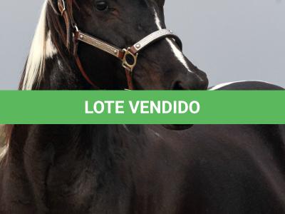 LOTE 011 - SHEZA DOLL HUSTLE