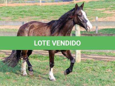 LOTE 013 - BELLE OCASION