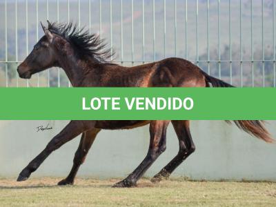 LOTE 008 - SUPER DUAL KEYS