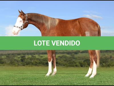 LOTE 006 - OFA WHIZ JAY Z