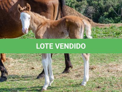 LOTE -200 - ROOSTER PALE FACE (COBERTURAS)