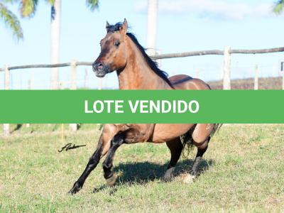 LOTE 008 - SIMBA DUN'IT MIME