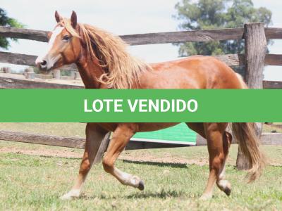 LOTE 016 - TORNADO